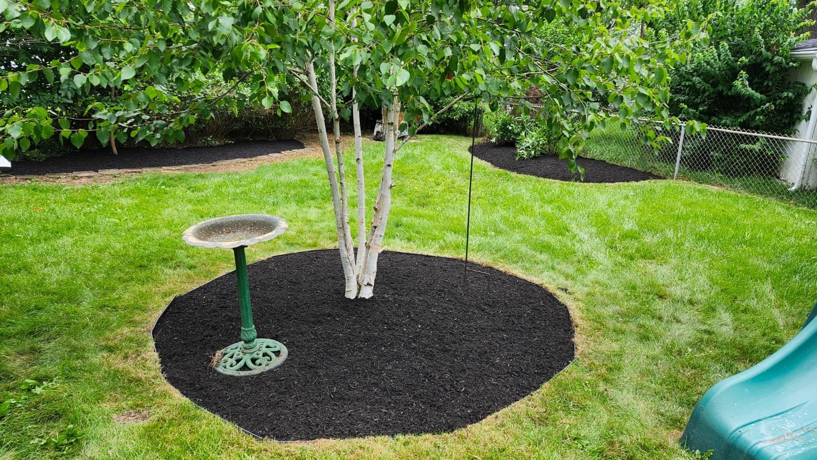 Birch tree with a circular black mulch bed and green birdbath in a lush lawn.