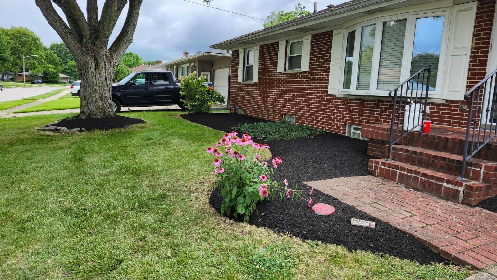 Pink coneflowers grow in fresh black mulch beds in front of a red brick house.